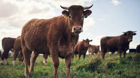 UK university gives cows to Kenyans to compensate for colonial theft