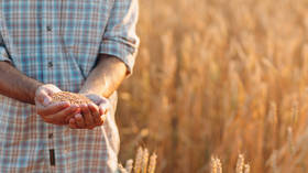 Second delivery of free Russian wheat arrives in Somalia